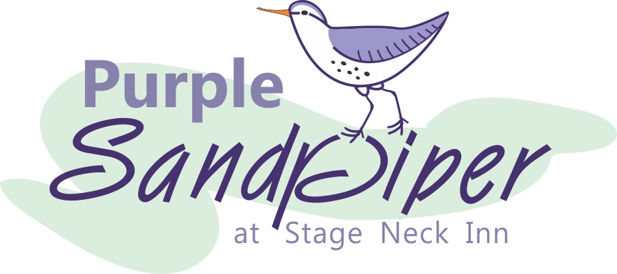 purple sandpiper and illustration